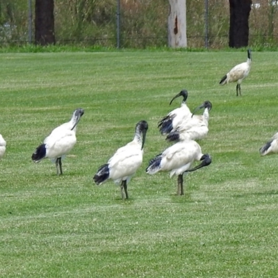 Threskiornis molucca (Australian White Ibis) at Pialligo, ACT - 6 Feb 2018 by RodDeb