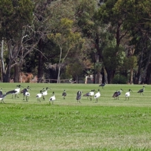 Threskiornis molucca at Pialligo, ACT - 6 Feb 2018