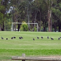 Threskiornis spinicollis (Straw-necked Ibis) at Mount Ainslie to Black Mountain - 6 Feb 2018 by RodDeb