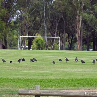 Threskiornis spinicollis (Straw-necked Ibis) at Mount Ainslie to Black Mountain - 6 Feb 2018 by RodDeb