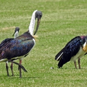 Threskiornis spinicollis at Pialligo, ACT - 6 Feb 2018 11:50 AM