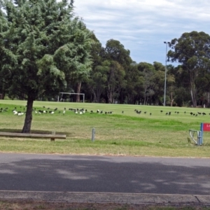 Threskiornis spinicollis at Pialligo, ACT - 6 Feb 2018 11:50 AM