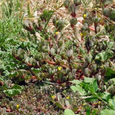 Portulaca oleracea (Pigweed, Purslane) at Pialligo, ACT - 6 Feb 2018 by RodDeb