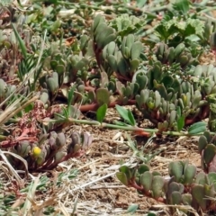Portulaca oleracea at Pialligo, ACT - 6 Feb 2018