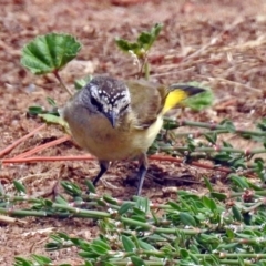 Acanthiza chrysorrhoa (Yellow-rumped Thornbill) at Pialligo, ACT - 6 Feb 2018 by RodDeb