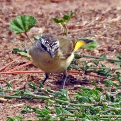 Acanthiza chrysorrhoa (Yellow-rumped Thornbill) at Mount Ainslie to Black Mountain - 6 Feb 2018 by RodDeb