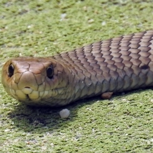 Pseudonaja textilis at Campbell, ACT - 6 Feb 2018 12:32 PM