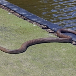 Pseudonaja textilis at Campbell, ACT - 6 Feb 2018 12:32 PM