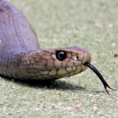 Pseudonaja textilis at Campbell, ACT - 6 Feb 2018 12:32 PM