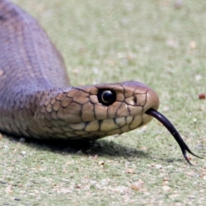 Pseudonaja textilis at Campbell, ACT - 6 Feb 2018 12:32 PM