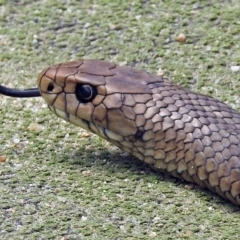 Pseudonaja textilis at Campbell, ACT - 6 Feb 2018 12:32 PM