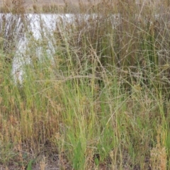 Eragrostis parviflora (Weeping Love Grass) at Weston Creek, ACT - 26 Jan 2018 by michaelb