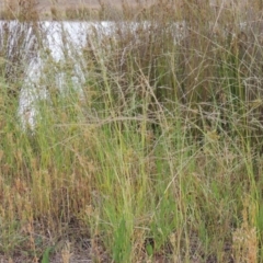 Eragrostis parviflora (Weeping Love Grass) at Weston Creek, ACT - 26 Jan 2018 by MichaelBedingfield