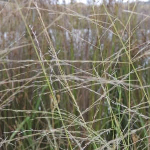 Eragrostis parviflora at Weston Creek, ACT - 26 Jan 2018 07:13 PM