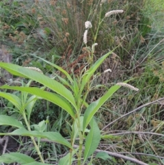 Persicaria lapathifolia (Pale Knotweed) at Coombs, ACT - 26 Jan 2018 by MichaelBedingfield