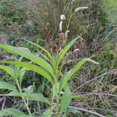 Persicaria lapathifolia (Pale Knotweed) at Coombs, ACT - 26 Jan 2018 by michaelb