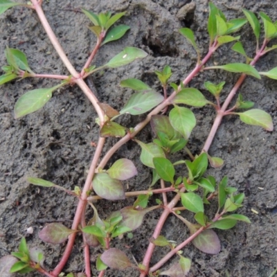 Ludwigia palustris (Marsh Purslane) at Molonglo River Reserve - 26 Jan 2018 by michaelb