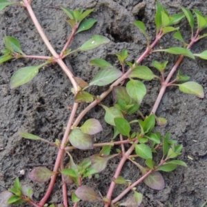 Ludwigia palustris at Molonglo River Reserve - 26 Jan 2018