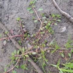 Ludwigia palustris at Molonglo River Reserve - 26 Jan 2018