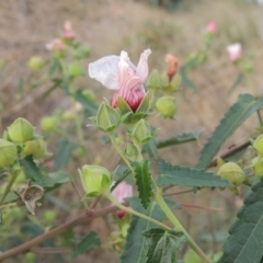 Pavonia hastata (Spearleaf Swampmallow) at Coombs, ACT - 26 Jan 2018 by michaelb