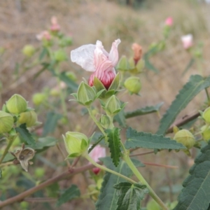 Pavonia hastata at Molonglo River Reserve - 26 Jan 2018