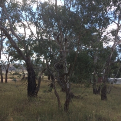Eucalyptus rubida subsp. rubida (Candlebark) at QPRC LGA - 7 Feb 2018 by alex_watt
