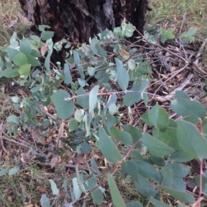 Eucalyptus rubida subsp. rubida at Burra, NSW - 7 Feb 2018