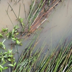 Unverified Frog at Aranda Bushland - 19 Feb 2012 by KMcCue