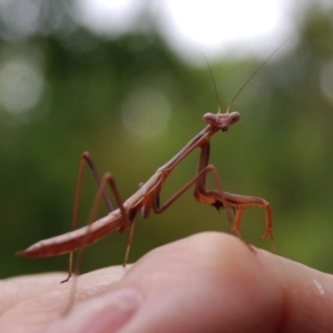 Mantodea (order) at Aranda, ACT - 1 Jan 2014 03:22 PM