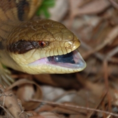 Tiliqua scincoides scincoides (Eastern Blue-tongue) at Aranda, ACT - 25 May 2014 by KMcCue