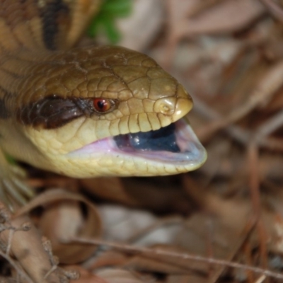 Tiliqua scincoides scincoides (Eastern Blue-tongue) at Aranda, ACT - 25 May 2014 by KMcCue