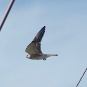 Falco cenchroides at Gungahlin, ACT - 8 Aug 2010