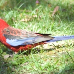 Platycercus elegans (Crimson Rosella) at Acton, ACT - 3 Mar 2010 by KMcCue