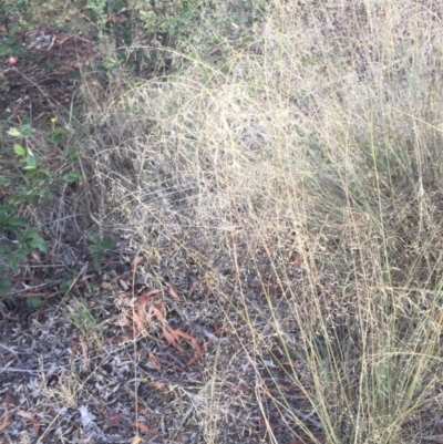 Eragrostis curvula (African Lovegrass) at Weston, ACT - 7 Feb 2018 by BillyButtons
