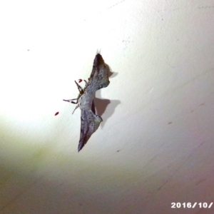 Circopetes obtusata at Akolele, NSW - 16 Oct 2016 03:20 AM