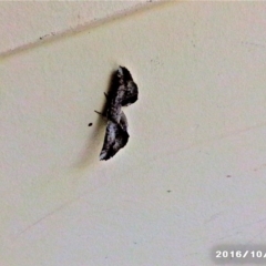 Circopetes obtusata at Akolele, NSW - 16 Oct 2016 03:20 AM