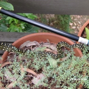 Morelia spilota spilota at Akolele, NSW - 6 Jan 2018