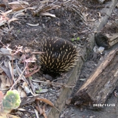 Tachyglossus aculeatus (Short-beaked Echidna) at Akolele, NSW - 14 Nov 2016 by Ascher