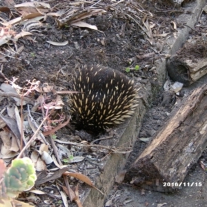 Tachyglossus aculeatus at Akolele, NSW - 15 Nov 2016