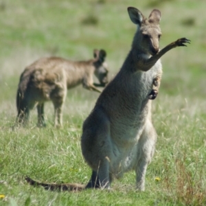 Macropus giganteus at Rendezvous Creek, ACT - 2 Mar 2010