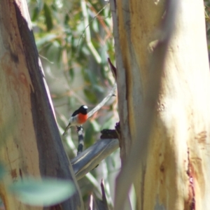 Petroica boodang at Rendezvous Creek, ACT - 2 Mar 2010