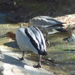 Chenonetta jubata (Australian Wood Duck) at Canberra Central, ACT - 3 Mar 2010 by KMcCue