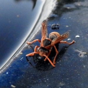 Polistes (Polistella) humilis at Macarthur, ACT - 7 Feb 2018