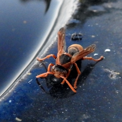 Polistes (Polistella) humilis (Common Paper Wasp) at Macarthur, ACT - 7 Feb 2018 by RodDeb