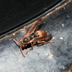 Polistes (Polistella) humilis at Macarthur, ACT - 7 Feb 2018