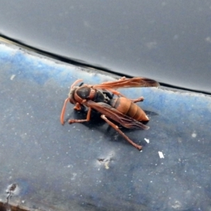 Polistes (Polistella) humilis at Macarthur, ACT - 7 Feb 2018