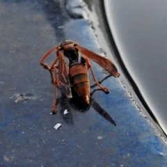 Polistes (Polistella) humilis at Macarthur, ACT - 7 Feb 2018