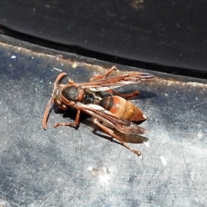 Polistes (Polistella) humilis at Macarthur, ACT - 7 Feb 2018