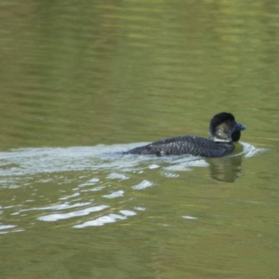 Biziura lobata (Musk Duck) at Tidbinbilla Nature Reserve - 16 Jul 2009 by KMcCue