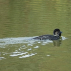 Biziura lobata (Musk Duck) at Paddys River, ACT - 16 Jul 2009 by KMcCue